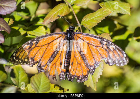 Monarch Butterfly mit stark beschädigten Flügel in Kap geißblatt Pflanze, Fremont ruht, San Francisco Bay, Kalifornien Stockfoto