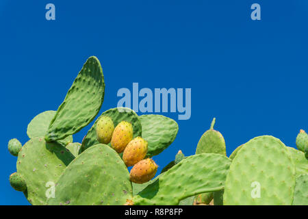 In der Nähe von einem großen blühenden Kakteen mit gelben Birnen vor einem blauen Himmel. Stockfoto