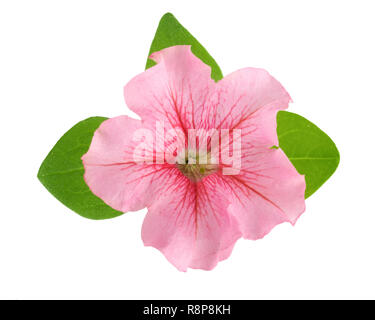 Rosa Blume von Petunia mit grünen Blättern auf weißem Hintergrund Stockfoto