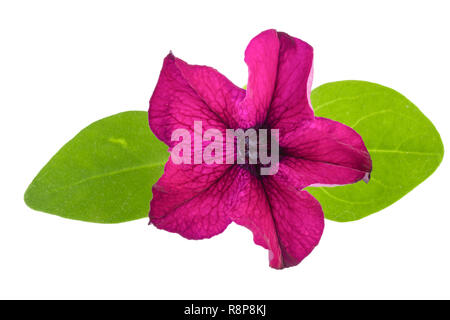 Rosa Blume von Petunia mit grünen Blättern auf weißem Hintergrund Stockfoto