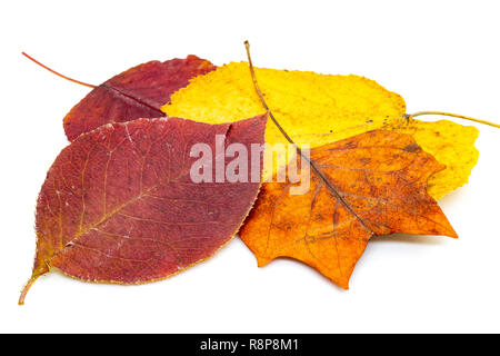Blätter im Herbst Anordnung auf weißen Hintergrund. Lila Birne, gelb und orange Chequers. Stockfoto