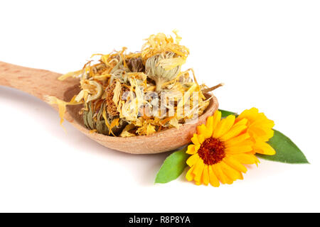 Frische und getrocknete calendula Blüten in einem Kochlöffel auf weißem Hintergrund. Ringelblume Stockfoto