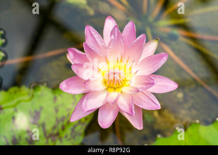 Nahaufnahme einer schönen Blüte rosa Seerose. Stockfoto