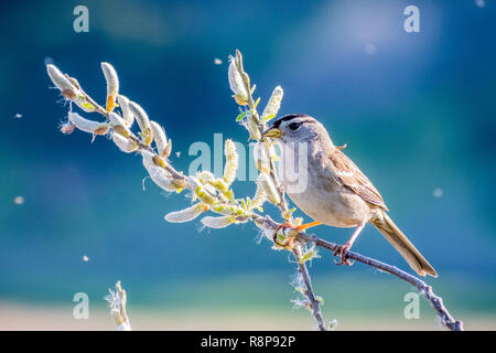 Weiß gekrönt Sparrow (Zonotrichia leucophrys) auf einem Ast sitzend, essen Willow catkin Samen; Verschwommen bunten Hintergrund; weide Samen floating in Stockfoto