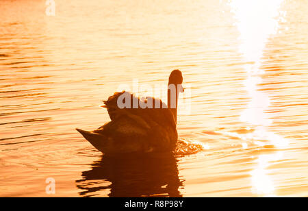 Nahaufnahme von einem wunderschönen weißen Schwan (Cygnus olor), die alleine in den Sonnenuntergang schwimmt. Stockfoto