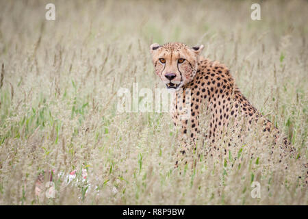 Cheetah starrte auf Viewer. Stockfoto