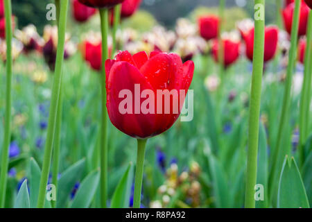 In der Nähe von schönen roten Tulpen mit Tautropfen auf einem Feld. Stockfoto