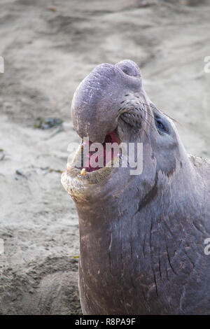 Nördlichen Seeelefanten (Mirounga leonina Angustirostris) am Strand von Piedras Blancas, San Simeon, Kalifornien, USA Stockfoto