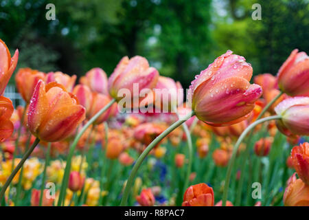 In der Nähe von schönen orangefarbenen Tulpen in den Morgen. Stockfoto