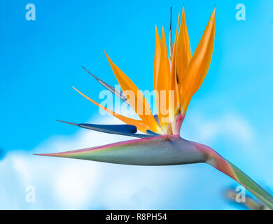 Der Paradiesvogel Blumen blühen in den Liebesgarten. Dies ist die Blume, die fliegenden Vögel symbolisiert, die Freiheit im Leben ausdrücken Stockfoto