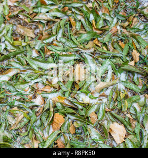 Herbstlaub bedeckt mit erster Schnee Stockfoto