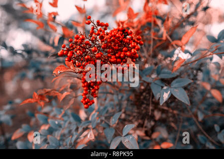 Rote Früchte auf grünen Strauch Aucuba japonica in der Wintersaison Stockfoto