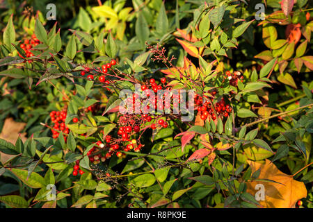 Rote Früchte auf grünen Strauch Aucuba japonica in der Wintersaison Stockfoto