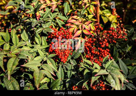 Rote Früchte auf grünen Strauch Aucuba japonica in der Wintersaison Stockfoto