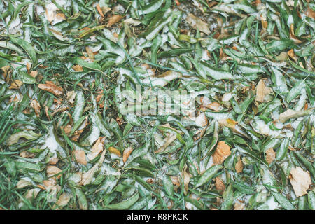 Herbstlaub bedeckt mit erster Schnee Stockfoto