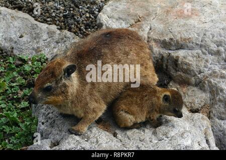 Südafrika, Western Cape, Betty's Bay, Stony Point, dassie Ratten (petromus typicus) Stockfoto