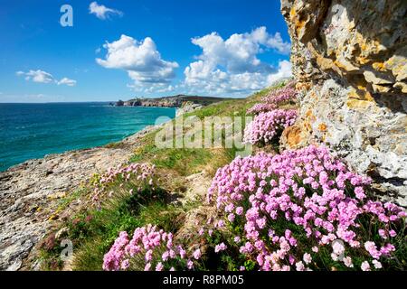 Frankreich, Finistere, regionale natürliche Armoric Park, Camaret-sur-Mer, toulinguet Cape, Armerias Blumen an toulinguet Kap Stockfoto