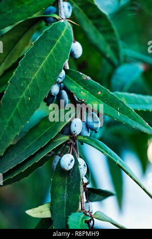 Fantastische Zweig der Baum oder die Berberitze berberis sanguinea, lange grüne Blätter mit Stacheln Margen und kleinen dunkelblauen Beeren Stockfoto