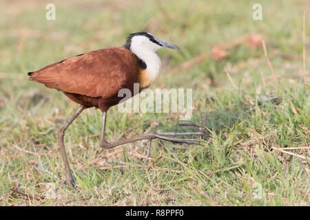 Botswana, Chobe Nationalpark Chobe River, African Jacana Actophilornis africanus) Stockfoto