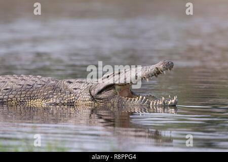 Botswana, Chobe Nationalpark Chobe River, Nilkrokodil (Crocodylus niloticus), ruhen Stockfoto