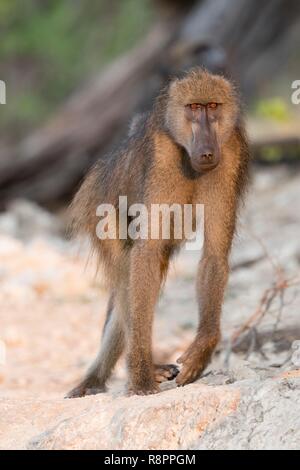 Botswana, Chobe Nationalpark Chobe River, Chacma Baboon (Papio ursinus), Stockfoto