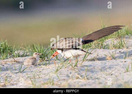Botswana, Chobe Nationalpark Chobe River, African Skimmer (Rynchops flavirostris), mit einem Baby Stockfoto