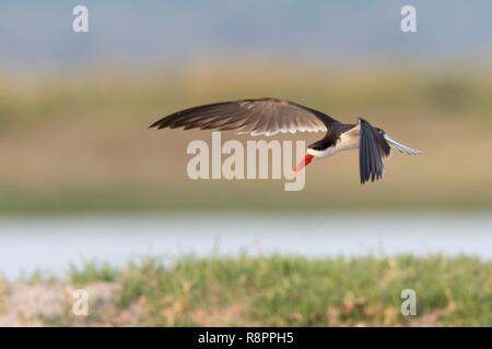 Botswana, Chobe Nationalpark Chobe River, African Skimmer (Rynchops flavirostris), Angeln Stockfoto