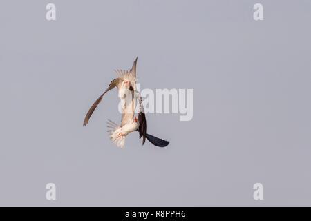 Botswana, Chobe Nationalpark Chobe River, African Skimmer (Rynchops flavirostris) Stockfoto