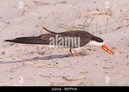 Botswana, Chobe Nationalpark Chobe River, African Skimmer (Rynchops flavirostris), auf den Boden in der Nähe des Nestes, Paar mit Küken Stockfoto
