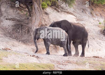 Botswana, Chobe Nationalpark Chobe River, afrikanischen Busch Elefanten oder afrikanischen Savanne Elefant (Loxodonta africana), in der Nähe des Chobe River Stockfoto