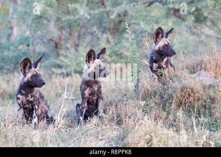 Botswana, Moremi Nationalpark, Afrikanischer Wildhund oder Afrikanische Jagd Hund oder Afrikanischen gemalten Hund (Lycaon pictus), Gruppe von Youngs Stockfoto