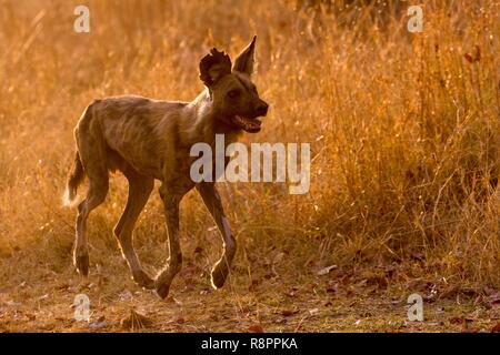 Botswana, Moremi Nationalpark, Afrikanischer Wildhund oder Afrikanische Jagd Hund oder Afrikanischen gemalten Hund (Lycaon pictus), ein Erwachsener Stockfoto