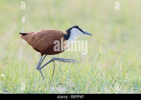 Botswana, Chobe Nationalpark Chobe River, African Jacana Actophilornis africanus) Stockfoto