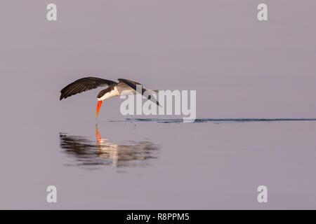 Botswana, Chobe Nationalpark Chobe River, African Skimmer (Rynchops flavirostris) Stockfoto