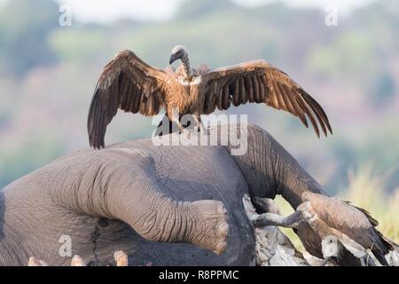 Botswana, Chobe Nationalpark Chobe River, afrikanischen Busch Elefanten oder afrikanischen Savanne Elefant (Loxodonta africana),, tot von Anthrax, von den Afrikanern Geier, Botswana, Central Kalahari Game Reserve, Weiß gegessen-backed Vulture (Tylose in Africanus), Stockfoto