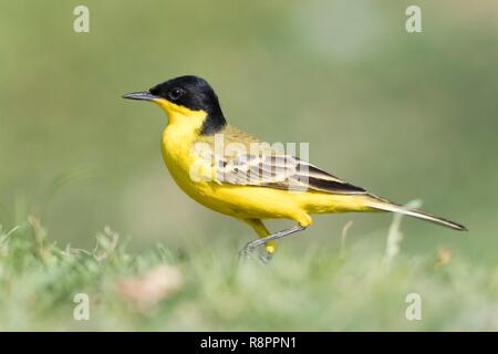 Äthiopien, Rift Valley, Ziway Sees, Schafstelze (Motacilla flava feldegg), auf dem Boden, Jagd auf Insekten Stockfoto