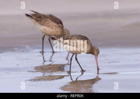 Mexiko, Baja California Sur, Puerto San Carlos, Magdalena Bay (Madelaine Bay), marmoriert godwit (Limosa fedoa) Stockfoto