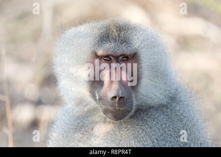 Äthiopien, Rift Valley, Überspült, Hamadryas baboon (Papio hamadryas), dominante Männchen Stockfoto