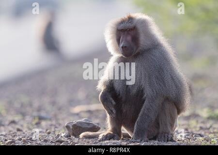 Äthiopien, Rift Valley, Überspült, Hamadryas baboon (Papio hamadryas), dominante Männchen Stockfoto