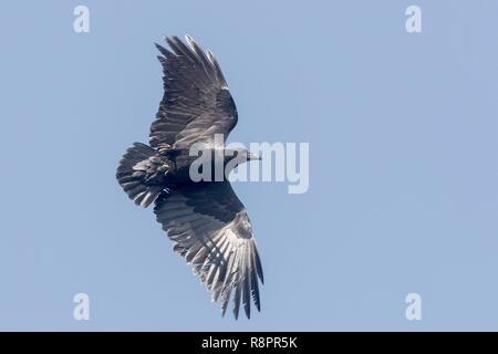 Äthiopien, Rift Valley, Debre Libanos, Ventilator-tailed Rabe (Corvus rhipidurus), im Flug Stockfoto