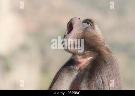 Äthiopien, Rift Valley, Debre Libanos, Gelada oder Gelada baboon (Theropithecus gelada), dominante Männchen Stockfoto