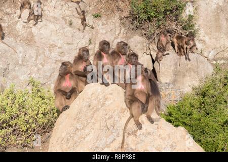 Äthiopien, Rift Valley, Debre Libanos, Gelada oder Gelada baboon (Theropithecus gelada), in der Gruppe der Frauen mit Babys Stockfoto