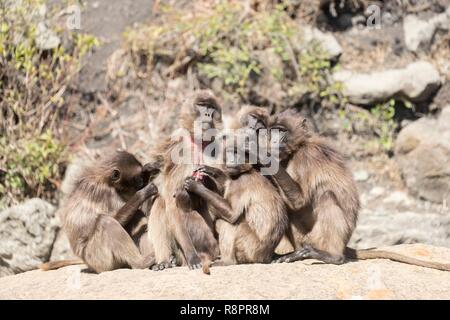 Äthiopien, Rift Valley, Debre Libanos, Gelada oder Gelada baboon (Theropithecus gelada), in der Gruppe der Frauen Stockfoto