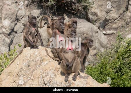 Äthiopien, Rift Valley, Debre Libanos, Gelada oder Gelada baboon (Theropithecus gelada), in der Gruppe der Frauen Stockfoto