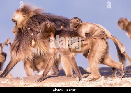 Äthiopien, Rift Valley, Debre Libanos, Gelada oder Gelada baboon (Theropithecus gelada), erwachsene Frau mit einem Baby, ein Mann im Hintergrund Stockfoto