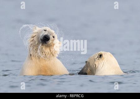 Usa, Alaska, Arctic National Wildlife Refuge, Kaktovik, Eisbär (Ursus maritimus), entlang einer Sperre Insel außerhalb Kaktovik, Alaska. Jeden Herbst, Eisbären (Ursus maritimus) versammeln sich in der Nähe von kaktovik am nördlichen Rand der ANWR, Arktische Alaska, Herbst, Konflikt, kämpfen oder Spielen im Wasser Stockfoto