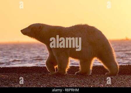 Usa, Alaska, Arctic National Wildlife Refuge, Kaktovik, Eisbär (Ursus maritimus), Wandern entlang einer Sperre Insel außerhalb Kaktovik, Alaska. Jeden Herbst, Eisbären (Ursus maritimus) versammeln sich in der Nähe von kaktovik am nördlichen Rand der ANWR, Arktische Alaska, Herbst Stockfoto