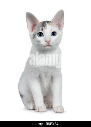 Cute silver gemusterten Kurzhaar Japanese Bobtail cat kitten Sitzen vorne, am Objektiv mit blauen Augen. Auf weissem Hintergrund. Stockfoto