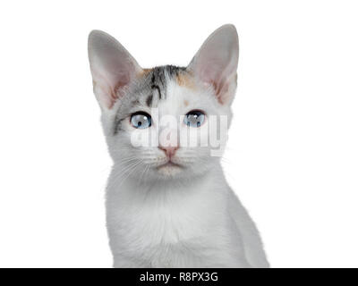 Kopf geschossen von niedlichen Silber gemusterten Kurzhaar Japanese Bobtail cat Kitten, Kamera mit blauen Augen. Auf weissem Hintergrund. Stockfoto