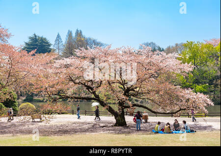 Kirschblüte Baum im Kaiserlichen Garten in Shinjuku, Tokyo, Japan Stockfoto